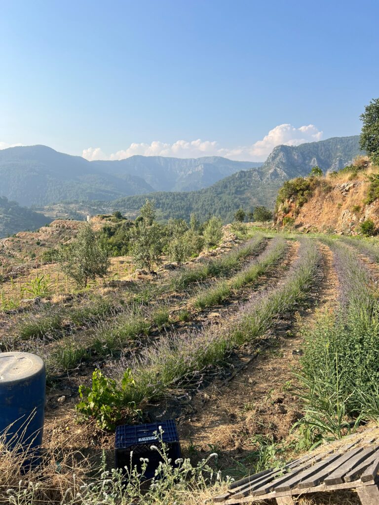Zeytin Bahçeleri